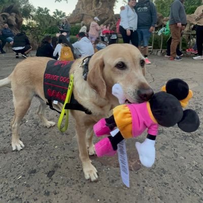 💁♀Mom: @jacklynkrol 🏥🩺Service Dog Imagineer🐶Female 6-year-old English Yellow Labrador. Pastimes: snuggles, L&O SVU, car, zoomies, beach, Disney, + naps