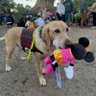noodlethepupper's profile picture. 💁‍♀Mom: @jacklynkrol 🏥🩺Service Dog Imagineer🐶Female 6-year-old English Yellow Labrador. Pastimes: snuggles, L&O SVU, car, zoomies, beach, Disney, + naps