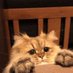 Catle🌱 (@c_a_t_l_e) Twitter profile photo Catle🌱 (@c_a_t_l_e) Twitter profile photo