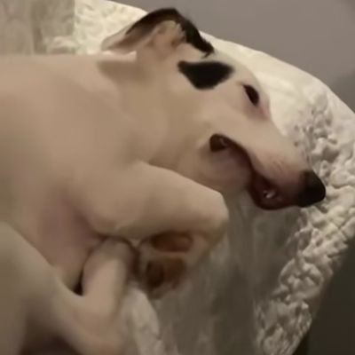 Starlightguer's profile picture. 