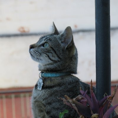 jbs96_'s profile picture. 🐱Iris 🐶Vic