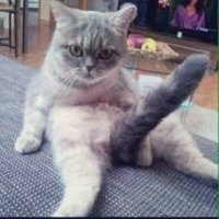 シコティッシュホールドme (@tkbdorirusuna) Twitter profile photo