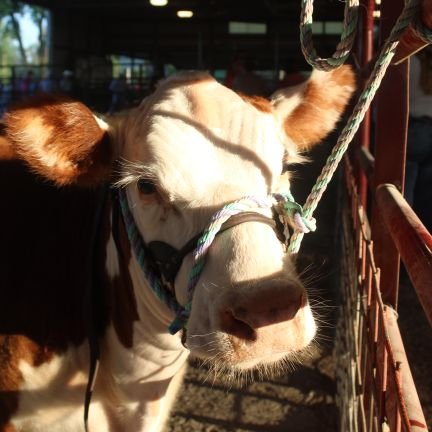 Track fan, wrestling dad, Hereford breeder. Trying to be a better person.