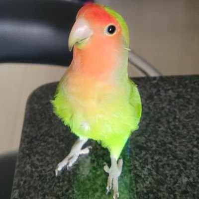 Venezolano Caraqueño mas criollo que un tequeño y El Avila. Amo a mis perras mas que a mucha gente.