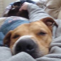 topknotter (@topknotter) 's Twitter Profile
