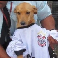 Rodrigo (@rodrigosccp20) 's Twitter Profile