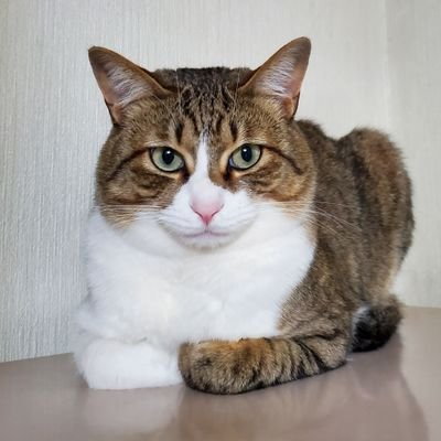 💎💎💎元 つっち～♪💎💎💎 (@mototsucchii831) / X