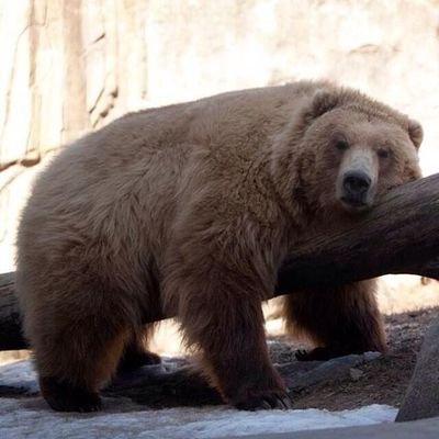 اتمنا اصدقاء قبل كل شي 
يعجبني النحيف المشعر  
دب ٤٥  ١٧٣   ١٢٠