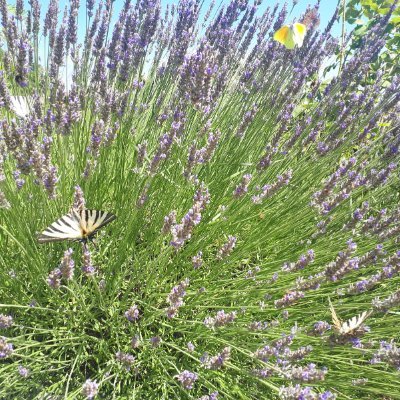 BregenzEsther's profile picture. Ich bin dann mal hier.