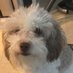 Dog Crumbs (@dogcrumbsnews) Twitter profile photo Dog Crumbs (@dogcrumbsnews) Twitter profile photo