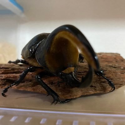 ヘラクレス・サタン・ゾウカブトを始めとするカブトムシをブリードしています✨最近ではクワガタにも力を入れています🍀色んな人のブリードを参考にさせて頂きながら知識と経験を増やして行けたらと思っています😊のんびりまったりしていますので仲良くしてくださる方は是非よろしくお願い致しますm(_ _)m
