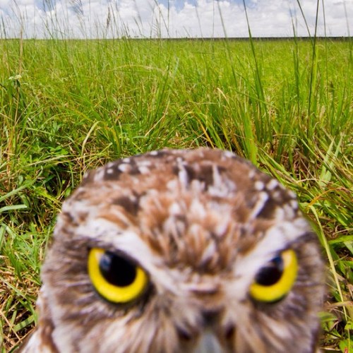 Photography of the Everglades, Florida Bay, and America's swamps