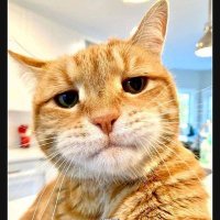 blicknix (@blicknix0815) 's Twitter Profile