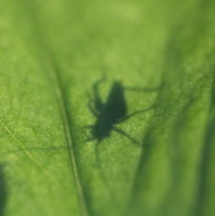 Exploring the shortcomings and challenges of modern agriculture.