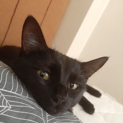 ghosseini514's profile picture. inesta:ghazaleh_1313