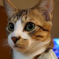 ニカコ (@0318mieko) 's Twitter Profile