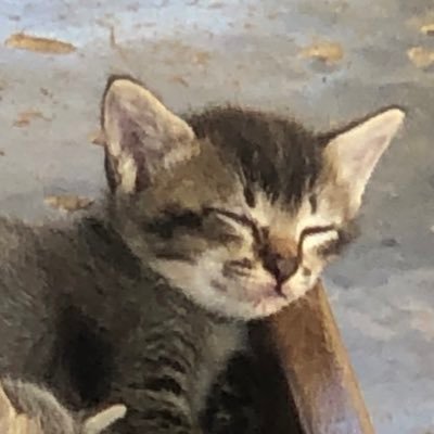 nrlnsoha's profile picture. lama lama, lelah juga aku