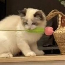 ( ၴႅၴさんのプロフィール画像