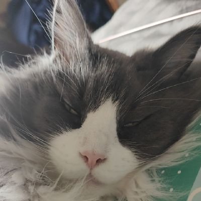 Alatar_says's profile picture. just a cat