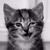 KittyCaffeinato (@kittycaffeinato) 's Twitter Profile