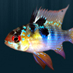 CichlidBreeding's profile picture. Learn all about Cichlids, Cichlid breeding and Cichlid care