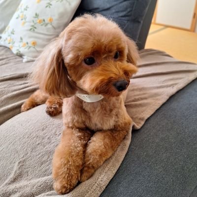 9OubpsQDdGuHunl's profile picture. レンジャー歴9年、古参の中毒者です。
宜しくお願いします🥳