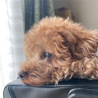 わぬ実 (@koinu_yokogao) 's Twitter Profile