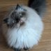 Cat Distribution System (@catdistribsystm) Twitter profile photo Cat Distribution System (@catdistribsystm) Twitter profile photo