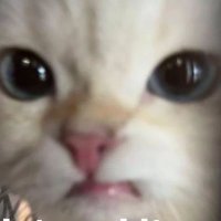 gabimehms (@gabimehms) 's Twitter Profile