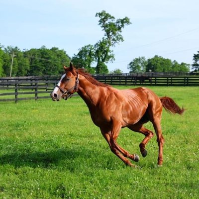 FitzCitizen's profile picture. Kentucky Colonel