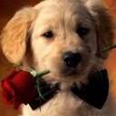 Jesse langer - @Lengyelfalusy - Twitter