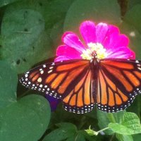 PhyllyD (@phyllisdug62378) 's Twitter Profile