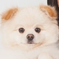 두부 (@cream_dub) 's Twitter Profile