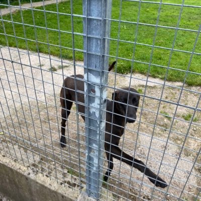 Irish Greyhound Info. A couple in training also. Will be posting free selections here so watch out.