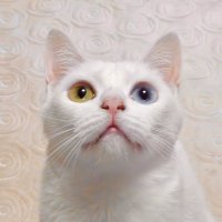 ミタクノ (@mitakuno) 's Twitter Profile