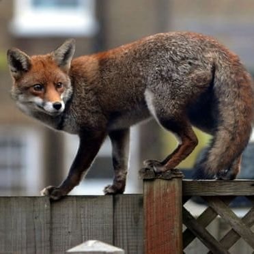 mudchutefox's profile picture. personal trading diary. talking to myself so... you got it