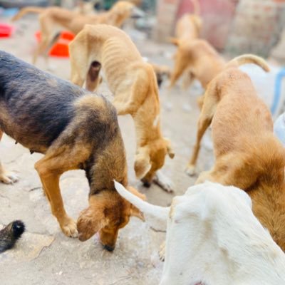 havendogshelter's profile picture. 🐾Ugandan Dog Shelter | Rescuing, rehabilitating, & rehoming ❤️Bringing hope, one wag at a time 📍Uganda