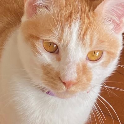 オタクなおじさん。