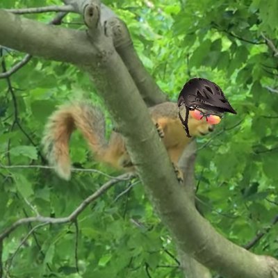 Silly Southern squirrel. Milkweed appreciator. Presbyterian ✝️