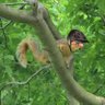 Squirrely_06's profile picture. Silly Southern squirrel. Milkweed appreciator. Presbyterian ✝️
