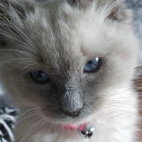 TMcD ๐ฌ๐ง๐ด๓ ง๓ ข๓ ณ๓ ฃ๓ ด๓ ฟ (@mcdowalltammy) 's Twitter Profile