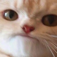 niks ᡣ𐭩 (@cobalthydrides) 's Twitter Profile
