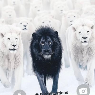 mang13_mangane's profile picture. 