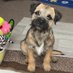Douglas, baby bro of Jack๐๐พ (@jackbterrier) Twitter profile photo Douglas, baby bro of Jack๐๐พ (@jackbterrier) Twitter profile photo