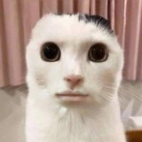 ψ̷̛͍̻͚̗͌̊̈́̑͗͂͜͝ (@ymh_ba) 's Twitter Profile
