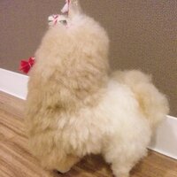 れい☆ (@ppwkdspa) 's Twitter Profile