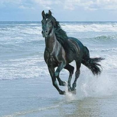 Mmh70034851's profile picture. محمود حسن