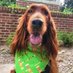 Flannery the Library Dog📚🐾 (@therapydogflan) Twitter profile photo Flannery the Library Dog📚🐾 (@therapydogflan) Twitter profile photo