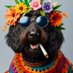 Keks (@labradoodlekeks) Twitter profile photo Keks (@labradoodlekeks) Twitter profile photo