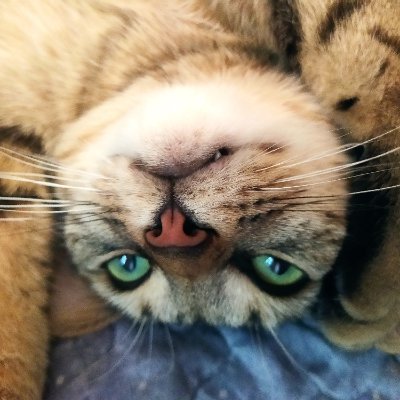 chatsrouges's profile picture. siad/iad / 26 / poblachtánach sóisialach & maoach. cat beag & dearg fosta || iel/lui / 26 / républicain socialiste & maoïste. petit chat rouge